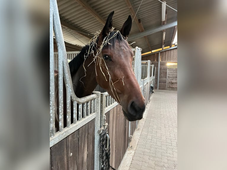 Holstein Gelding 3 years 16,2 hh Brown in Sch&#xFC;lp bei NortorfD&#xE4;tgen