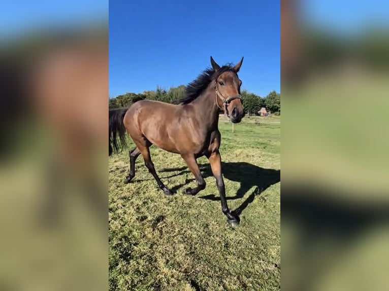 Holstein Gelding 3 years 16,2 hh Brown in Sch&#xFC;lp bei NortorfD&#xE4;tgen