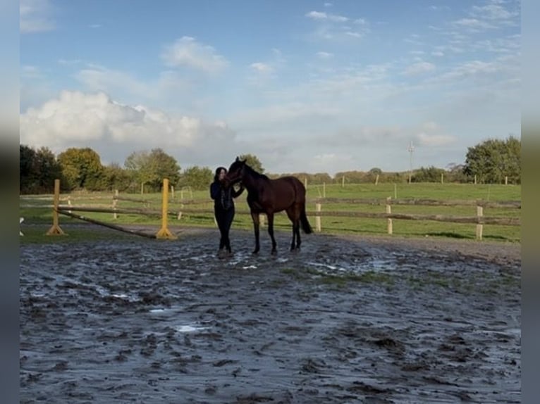 Holstein Gelding 3 years 16,2 hh Brown in Sch&#xFC;lp bei NortorfD&#xE4;tgen