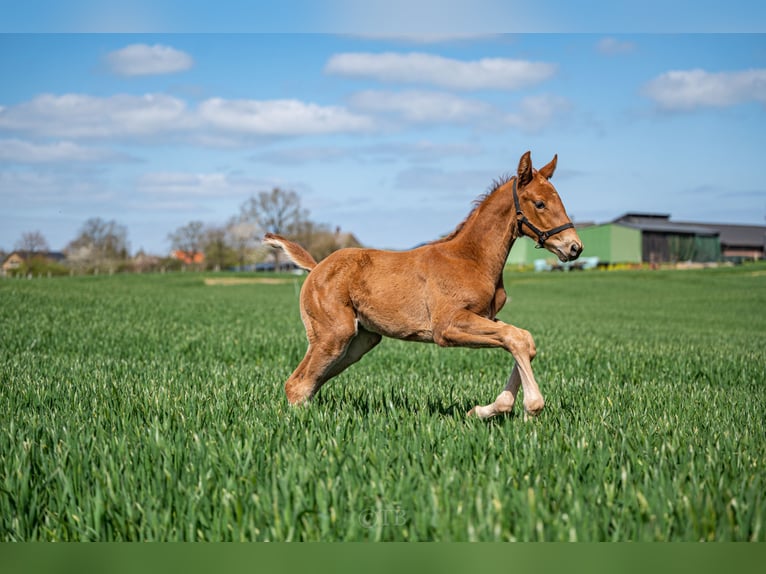 Holstein Gelding 3 years 16,2 hh Chestnut in Rastorf