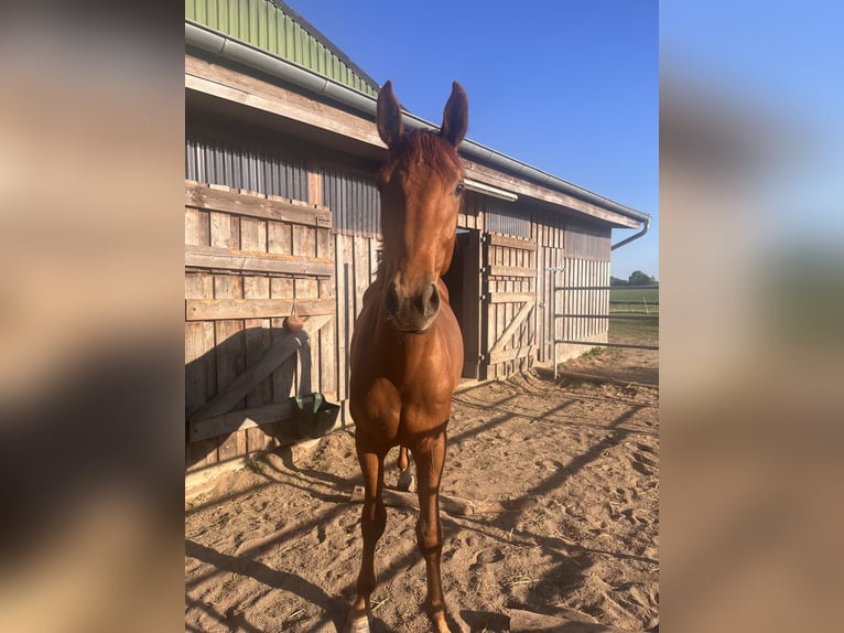 Holstein Gelding 3 years 16,2 hh Chestnut in Rastorf