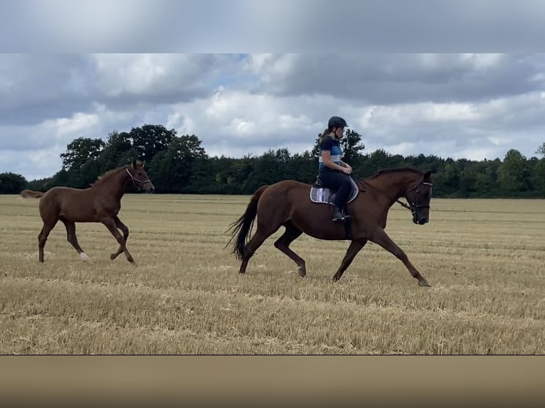 Holstein Gelding 3 years 16,2 hh Chestnut in Rastorf