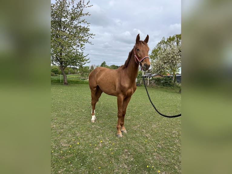 Holstein Gelding 3 years 16,2 hh Chestnut in Rastorf