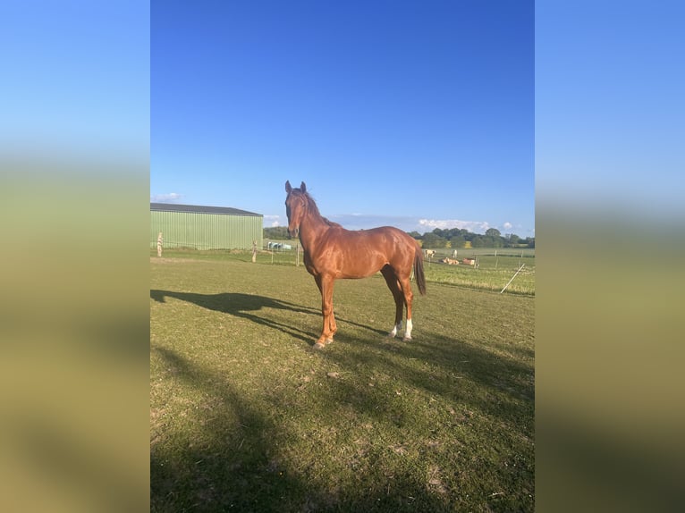 Holstein Gelding 3 years 16,2 hh Chestnut in Rastorf