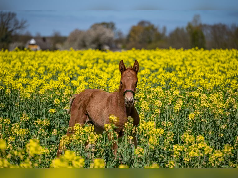 Holstein Gelding 3 years 16,2 hh Chestnut in Rastorf