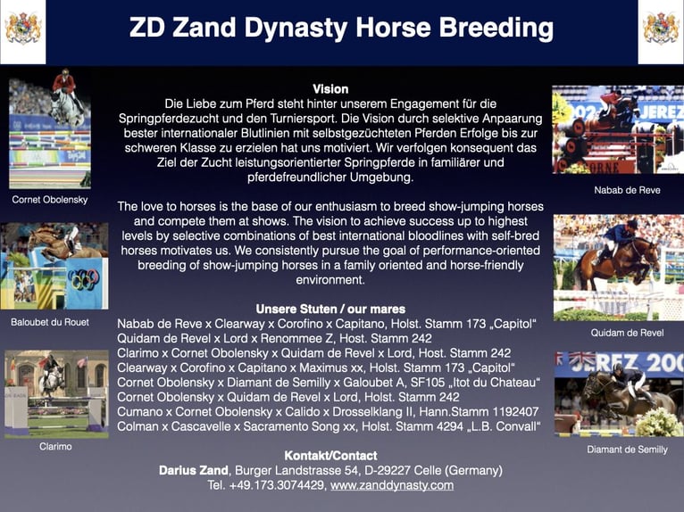 Holstein Gelding 3 years 16,2 hh Chestnut-Red in Celle