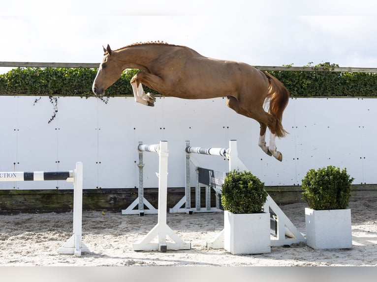 Holstein Gelding 3 years 16,2 hh Chestnut-Red in Waddinxveen