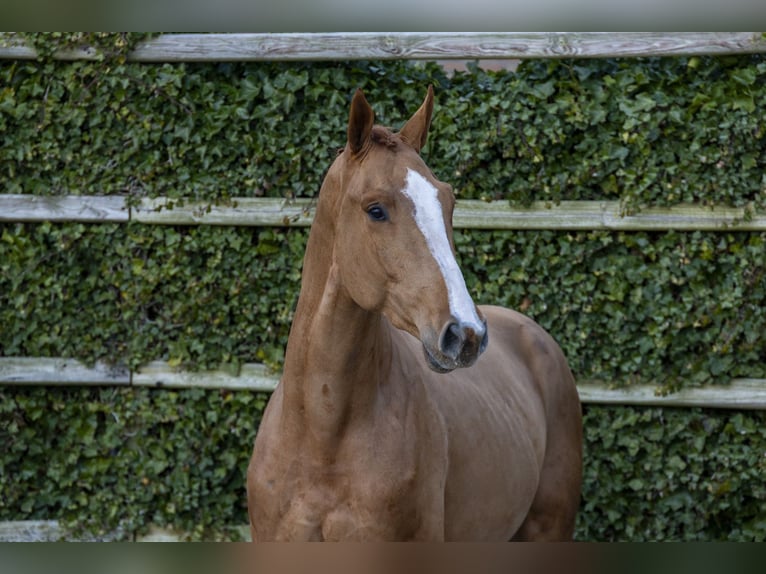 Holstein Gelding 3 years 16,2 hh Chestnut-Red in Waddinxveen