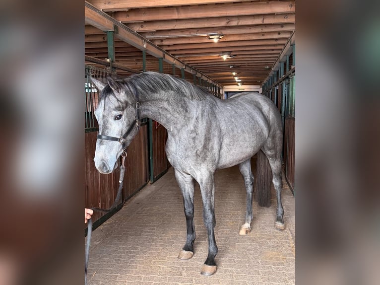 Holstein Gelding 3 years 16,2 hh Grey in Murska Soboda