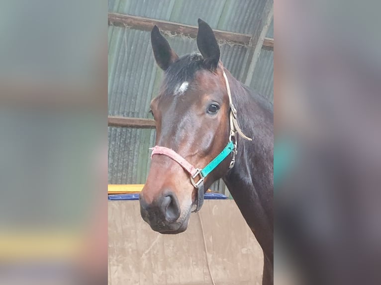 Holstein Gelding 3 years 16,3 hh Bay-Dark in Mohrkirch