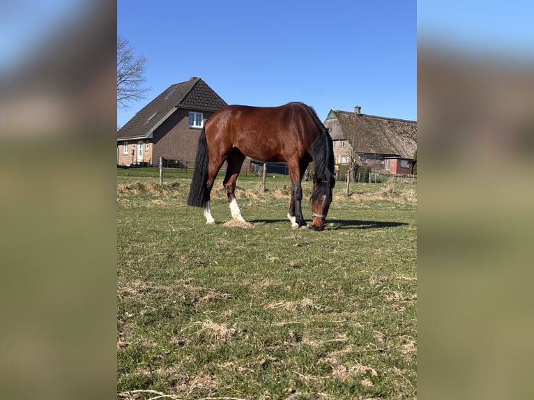 Holstein Gelding 3 years 16,3 hh Brown in Haselau