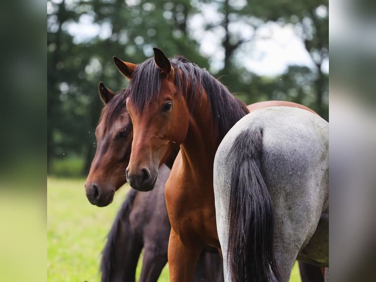 Holstein Gelding 3 years 16,3 hh Brown in Haselau