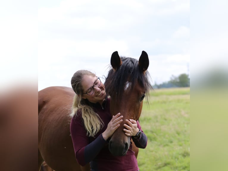 Holstein Gelding 3 years 16,3 hh Brown in Haselau