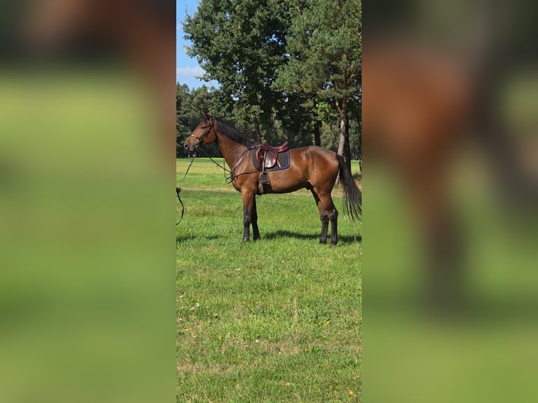 Holstein Gelding 3 years 17.3 hh  in Kuźnia