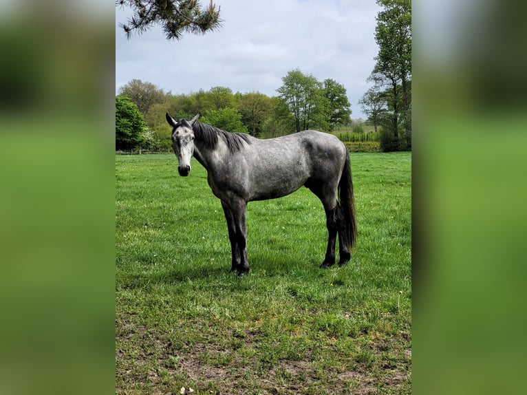 Holstein Gelding 3 years 18,1 hh Grey-Dapple in Appen