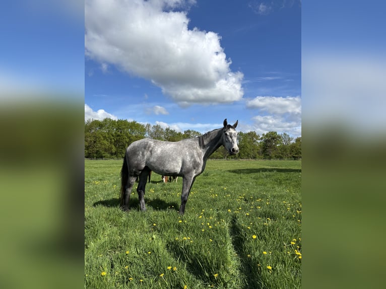 Holstein Gelding 3 years 18,1 hh Grey-Dapple in Appen
