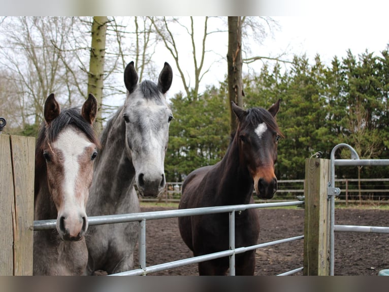 Holstein Gelding 3 years 18,1 hh Grey-Dapple in Appen