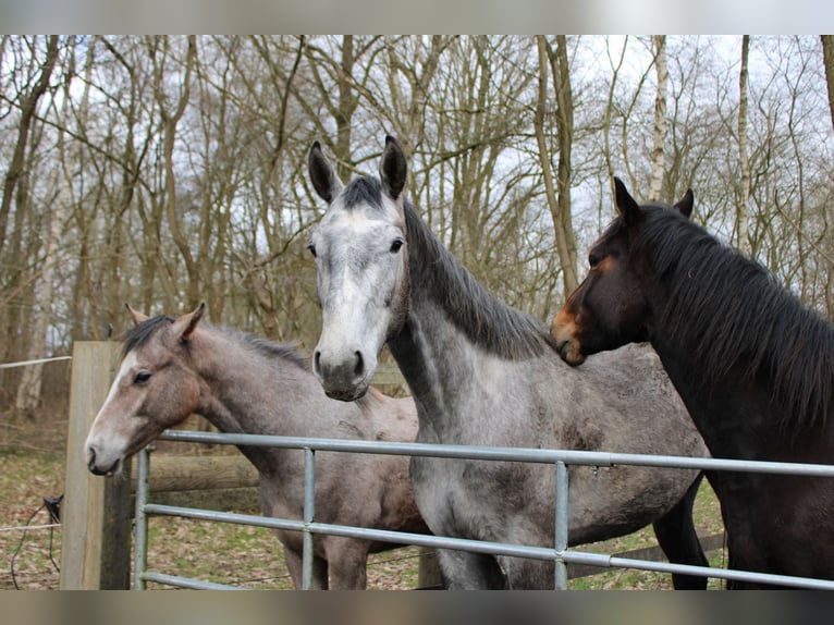 Holstein Gelding 3 years 18,1 hh Grey-Dapple in Appen