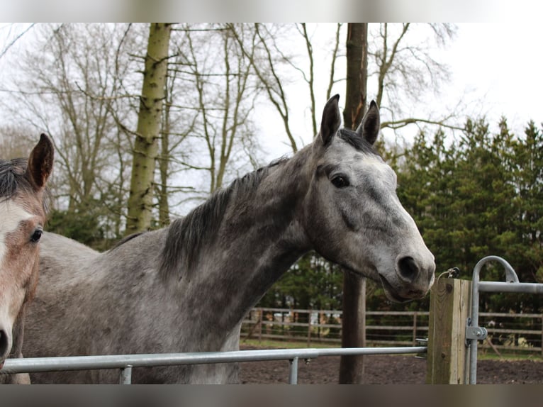 Holstein Gelding 3 years 18,1 hh Grey-Dapple in Appen