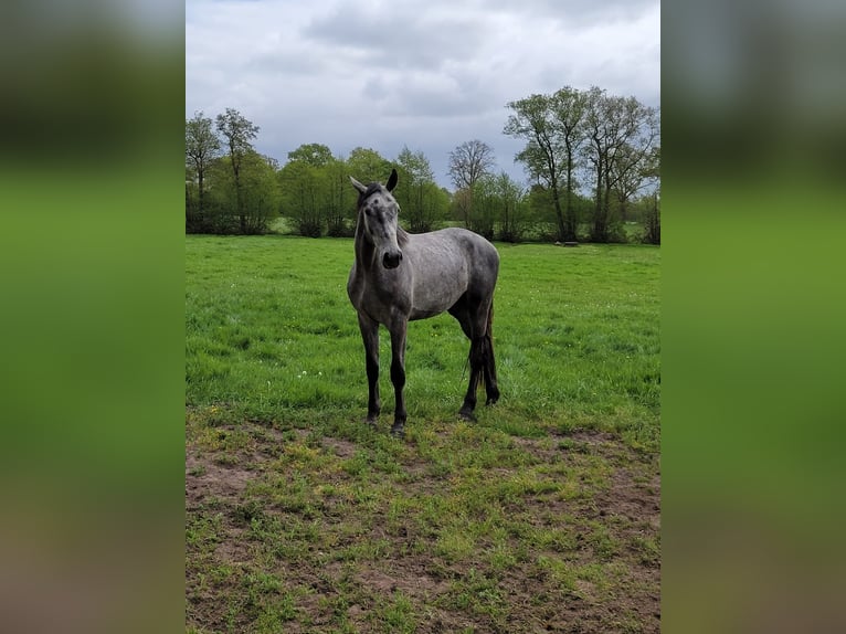 Holstein Gelding 3 years 18,1 hh Grey-Dapple in Appen