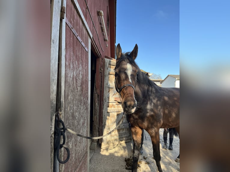 Holstein Gelding 3 years Brown in Ditzingen