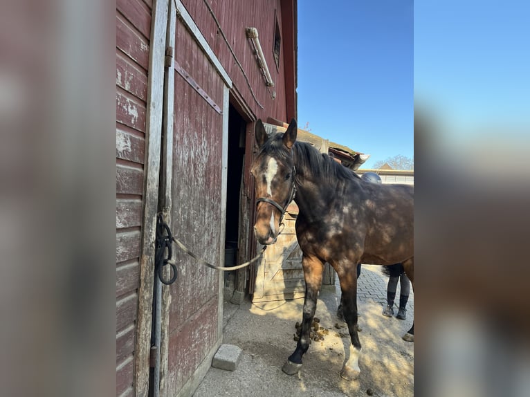 Holstein Gelding 3 years Brown in Ditzingen