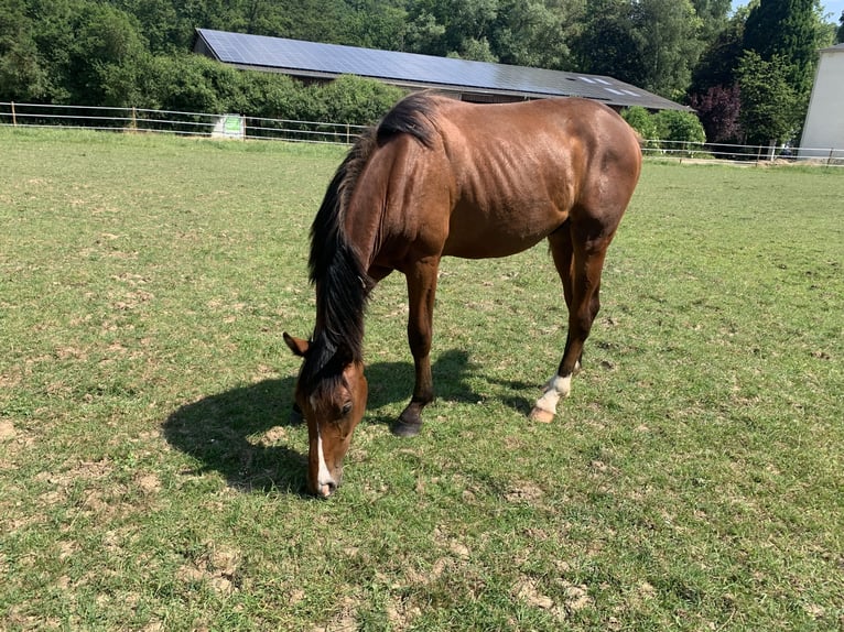 Holstein Gelding 3 years Brown in Hahnst&#xE4;tten