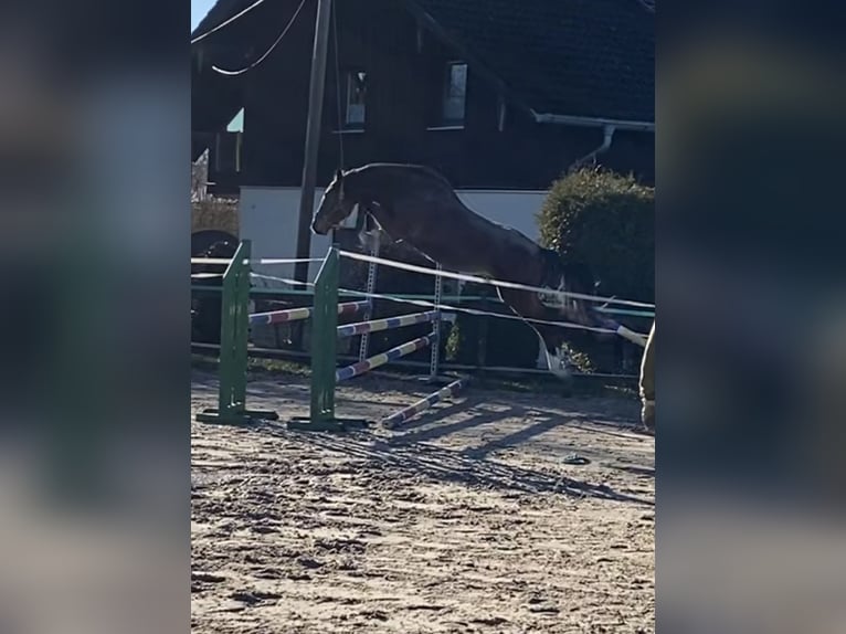 Holstein Gelding 3 years Brown in Traunreut