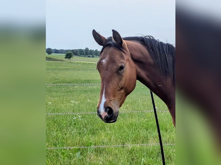 Holstein Gelding 3 years Brown in Mustin