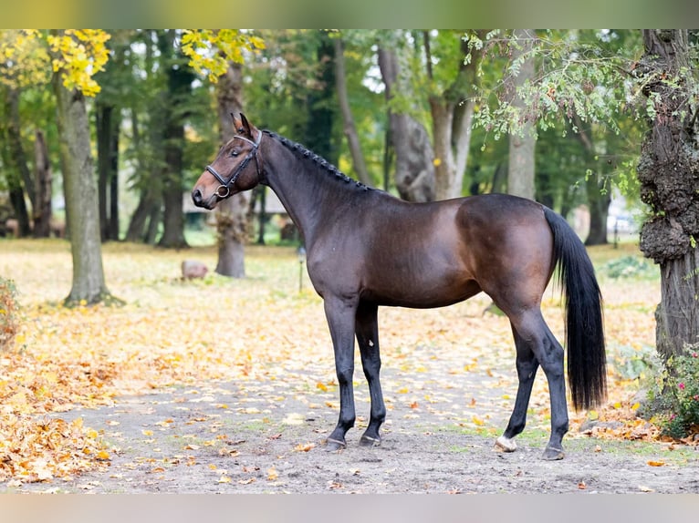 Holstein Gelding 3 years Brown in Pozna&#x144;