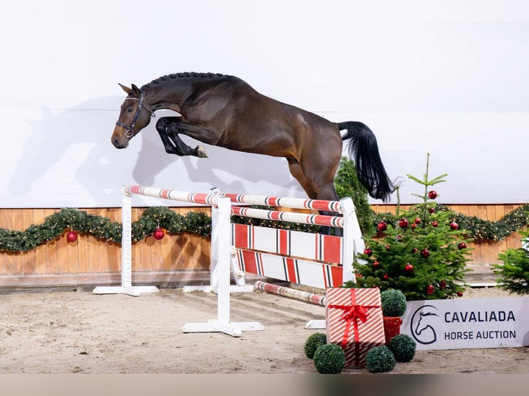 Holstein Gelding 3 years Brown in Pozna&#x144;