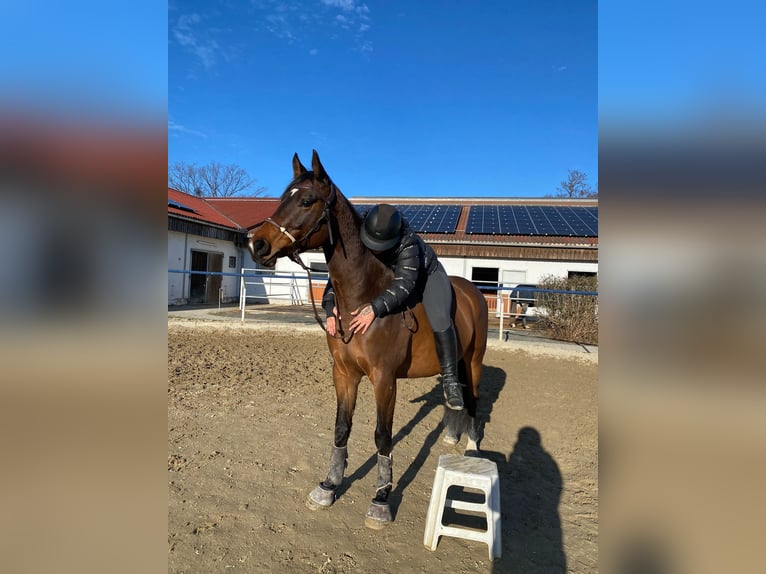 Holstein Gelding 4 years 15,2 hh Brown in Margarethen am Moos