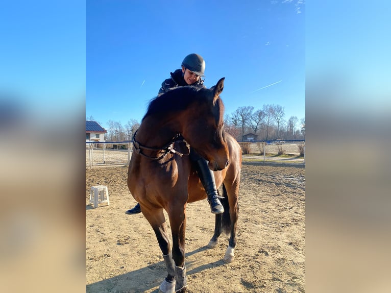 Holstein Gelding 4 years 15,2 hh Brown in Margarethen am Moos