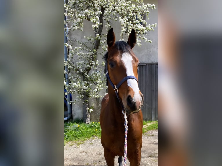 Holstein Gelding 4 years 15,2 hh Brown in Traunreut