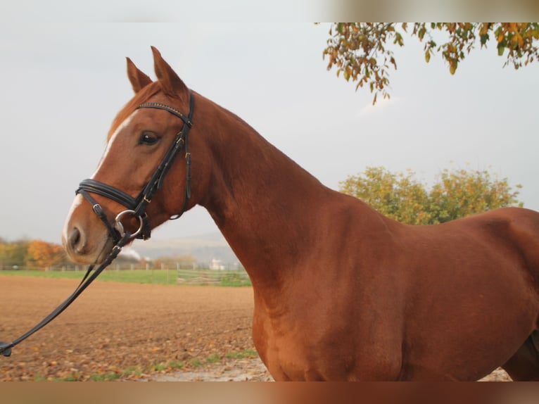 Holstein Gelding 4 years 15,2 hh Chestnut-Red in Hahnstätten