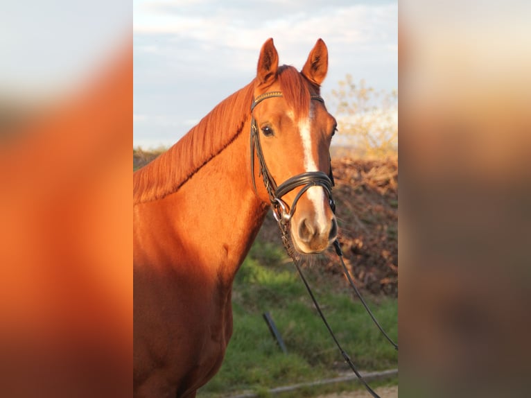 Holstein Gelding 4 years 15,2 hh Chestnut-Red in Hahnstätten