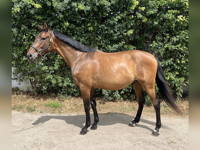 Holstein Gelding 4 years 15.3 hh Brown in Worms