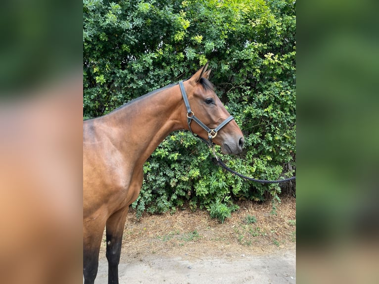 Holstein Gelding 4 years 15.3 hh Brown in Worms