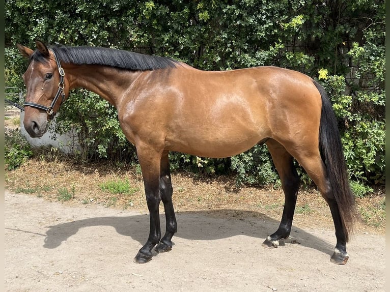 Holstein Gelding 4 years 15.3 hh Brown in Worms