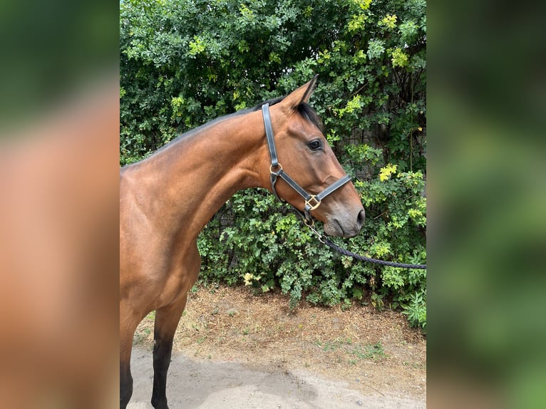Holstein Gelding 4 years 15.3 hh Brown in Worms