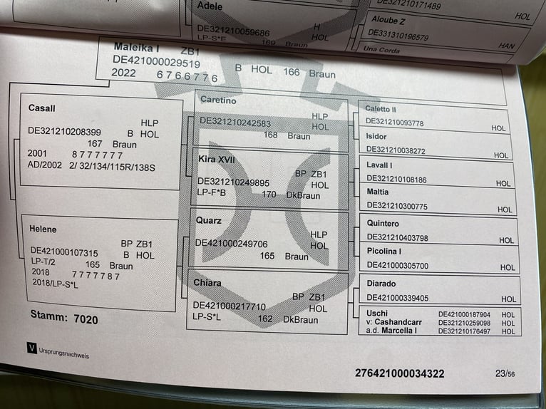 Holstein Gelding 4 years 15,2 hh Brown in Worms