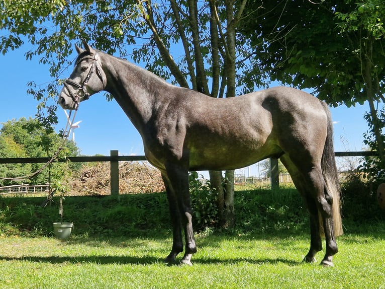 Holstein Gelding 4 years 15,2 hh Grey in Silberstedt