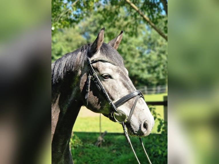 Holstein Gelding 4 years 15,2 hh Grey in Silberstedt