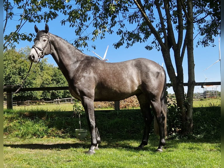Holstein Gelding 4 years 15,2 hh Grey in Silberstedt