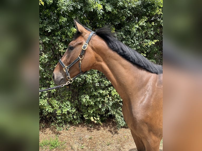 Holstein Gelding 4 years 15,3 hh Brown in Worms