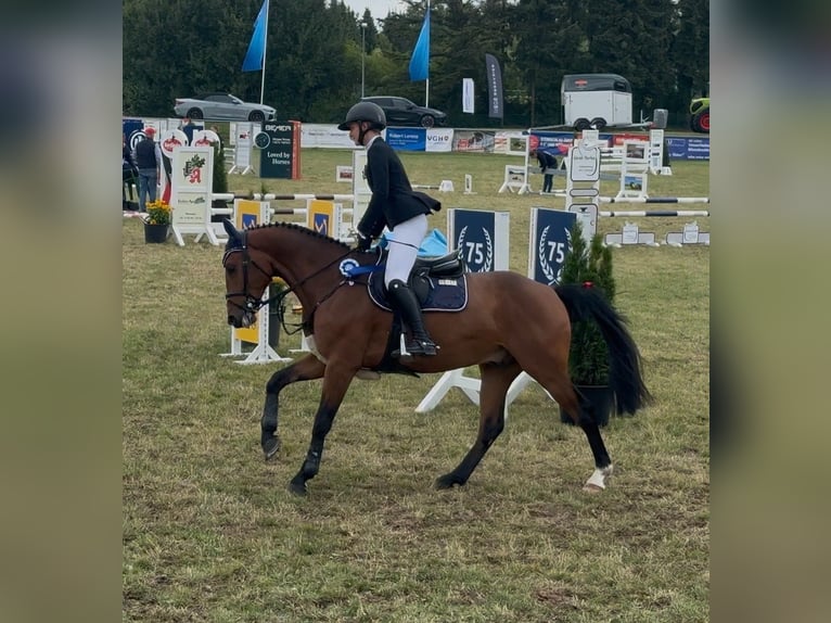 Holstein Gelding 4 years 15,3 hh Brown in Gleichen