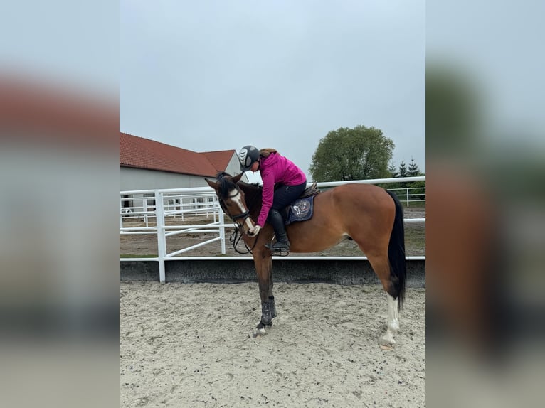Holstein Gelding 4 years 16.1 hh Bay in Kobierno