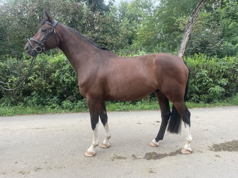 Holstein Gelding 4 years 16,1 hh Brown in Ermsdorf