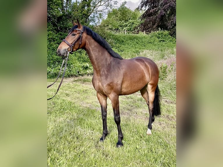 Holstein Gelding 4 years 16,1 hh Brown in EgestorfEgestorf