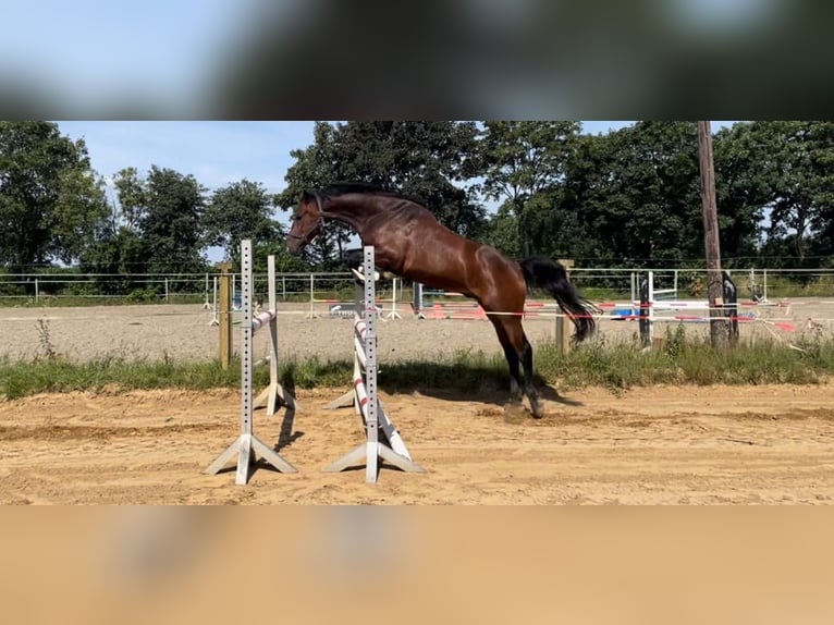 Holstein Gelding 4 years 16,1 hh Brown in Mildstedt